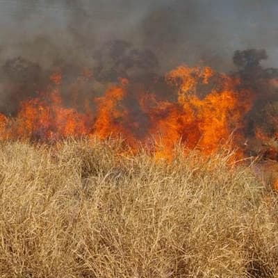 Urgent call on fire danger posed by invasive grass