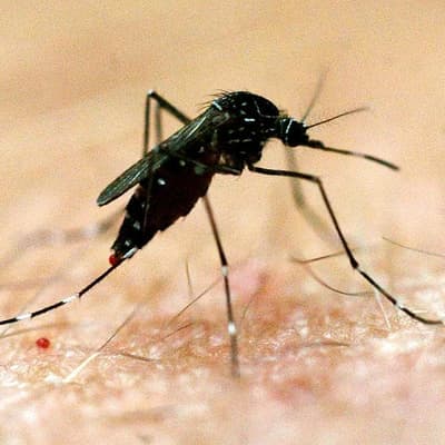 Climate change raises major disease risks for Australia