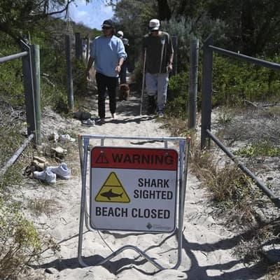 Shark tagging boost to keep swimmers safe after attacks
