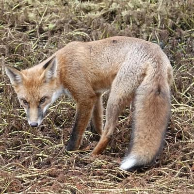 Fox control strategy overhaul amid bird flu fears