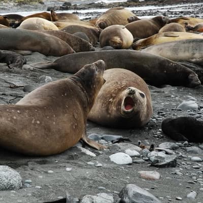 First bird flu detection on remote sub-Antarctic island