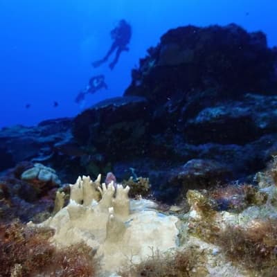 Ill winds: calm weather puts Great Barrier Reef at risk