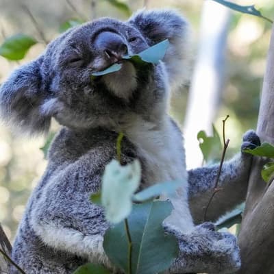 Green light for koala park a decade in the making