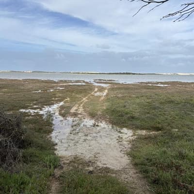 Canary in the Coorong: shedding light on toxic algae