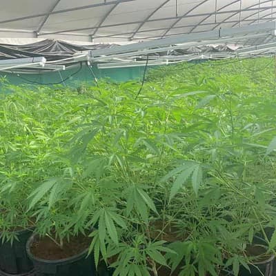 Rural Queensland farm raid sparks $23.1m cannabis bust