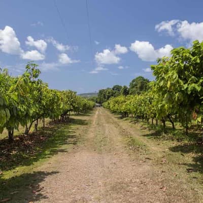 Farming export success linked to sustainability