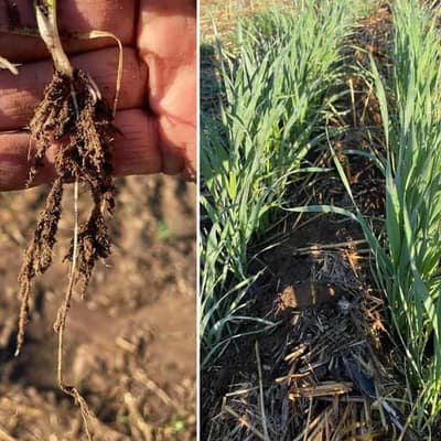 All systems go as space ag research program launches