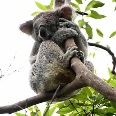Loggers reject koala habitat destruction claims