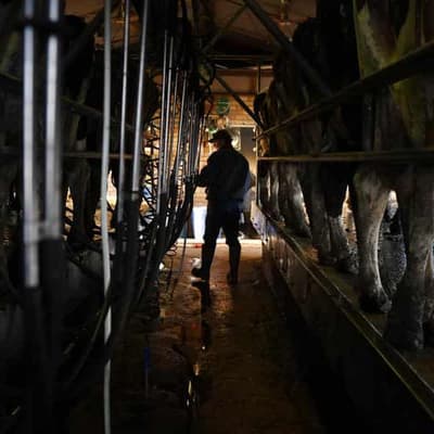 Dairy farmers happy to milk profits but hurdles remain