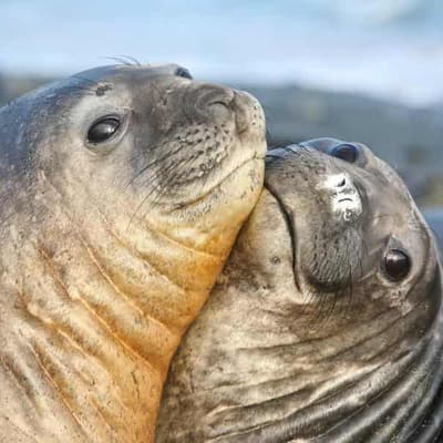 Macquarie Island Marine Park set to triple in size