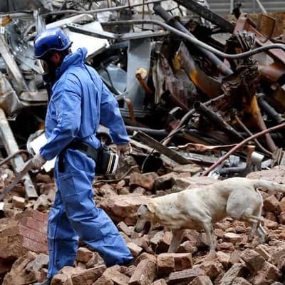 Cadaver dog enters razed site of Sydney factory fire