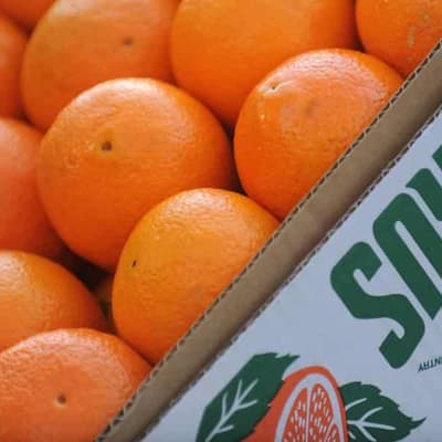 Citrus growers hope to squeeze more from Chinese market
