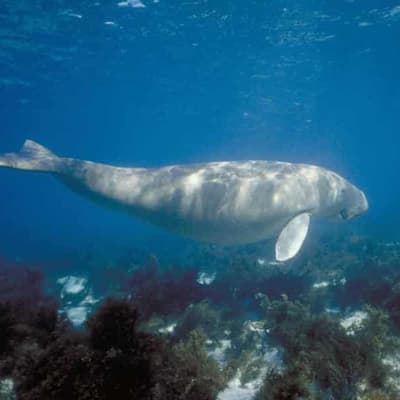 Gill net fishing to be banned on Great Barrier Reef