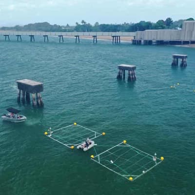 Seaweed trial to suck out Barrier Reef nitrogen nasties