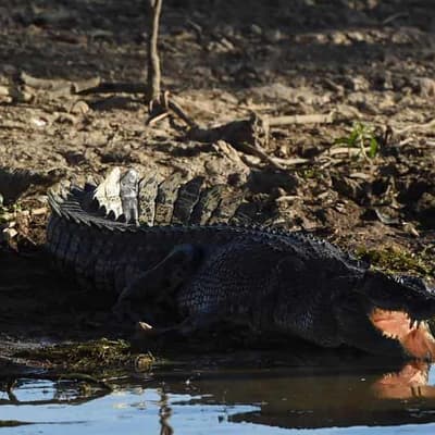 Fatal attack on fisherman by two crocs may be a first