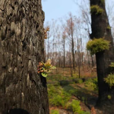 Sixty billion rainforest bugs lost in bushfire crisis