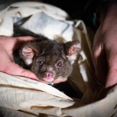 Tiny trackers give up gliders' secrets after bushfires