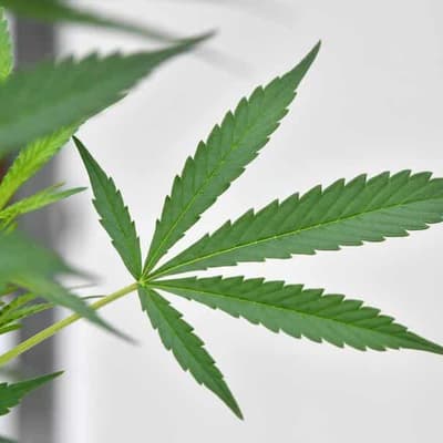 Push to legalise personal marijuana use in three states