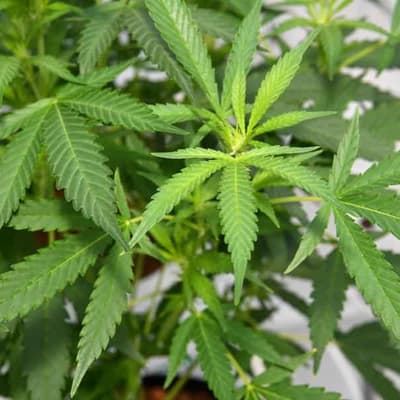 Farmer 'turned blind eye to drugs growing on his land'