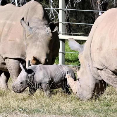 Baby white rhino a big bundle of joy for Dubbo keepers