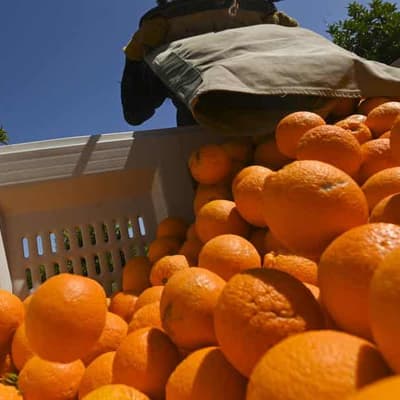 Farmers fear visa changes will shrink harvest workforce