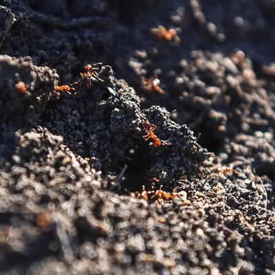 Half a billion more dollars needed to fight fire ants