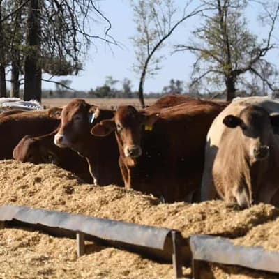 Livestock fears as shortage of vets hits farmers