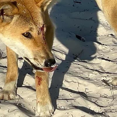 Rangers reject cull call as dingo pack attacks woman