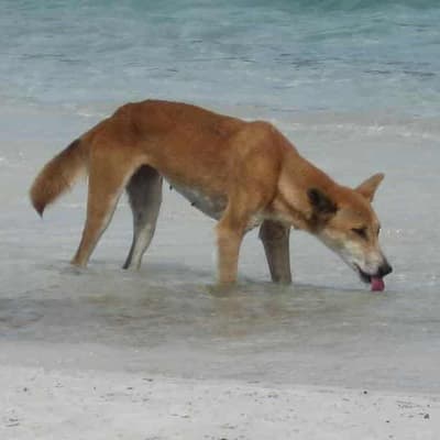 Dingo involved in K'gari attack captured and euthanised