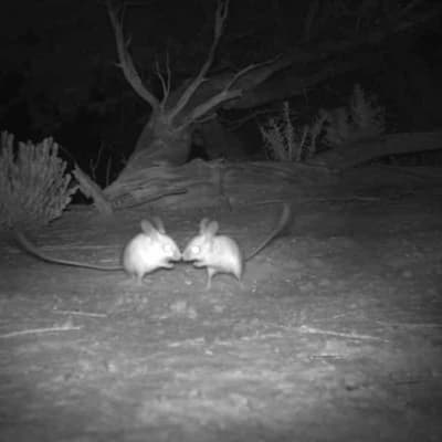 Australia's most attractive rodent makes 100km journey