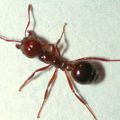 Infestation threat as fire ant nest found near border
