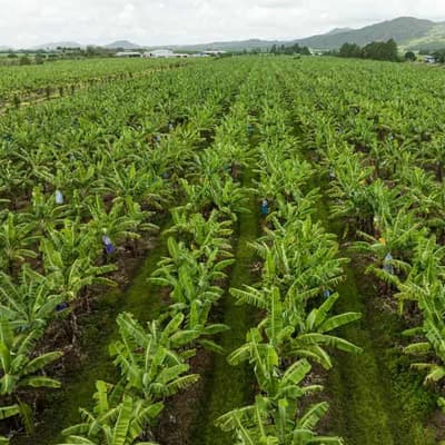 Sustainable farming method undergoes a growth spurt