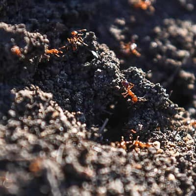 Soil ban in force to stop fire ant spread into NSW