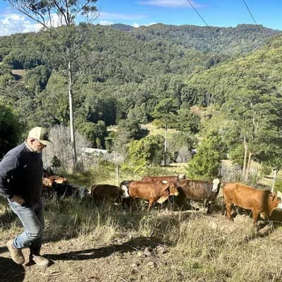 Calls for border checkpoints in fight against fire ant
