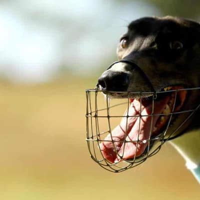 Two charged over 'disturbing' greyhound video