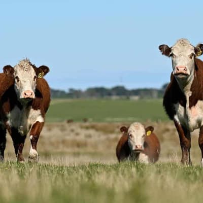 Australian cattle tested to prove no 'disease risk'