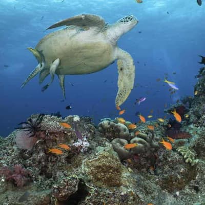 UN holds off Great Barrier Reef 'danger' classification