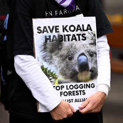 Protections urged for threatened forestry workers