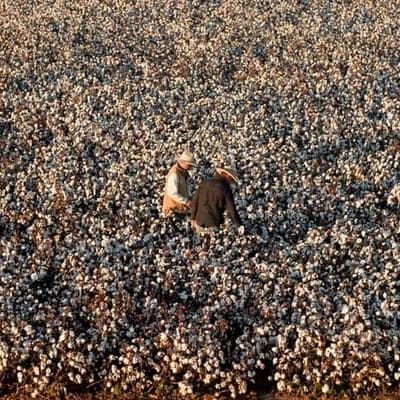 Clean energy and 'green' cotton sprout from seed money