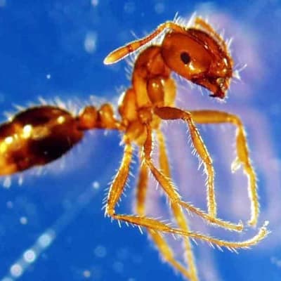 Funding fears risk taking heat out of fire ants fight