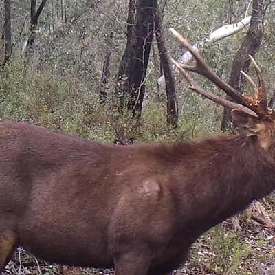 Call to arms to tackle national invasion of feral deer