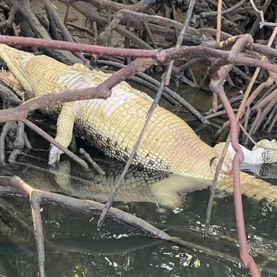 Fears poachers hunting crocodiles in north Queensland