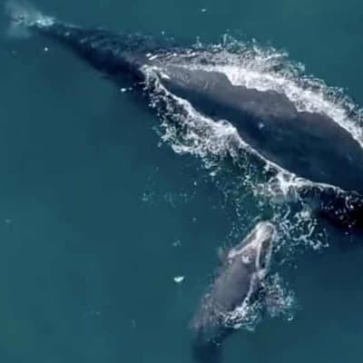 Rare sight as whales approach Sydney Harbour rest stop