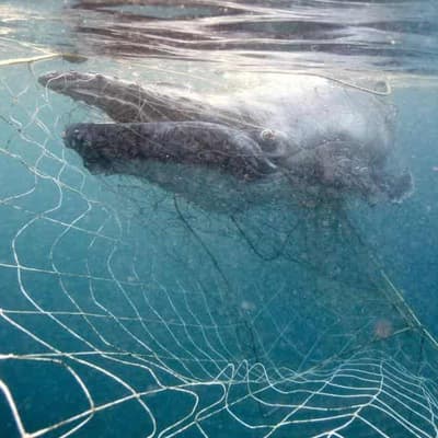 Warning of public's shark net scepticism before rollout