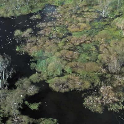 NSW biodiversity laws failing, fuelling crisis: review