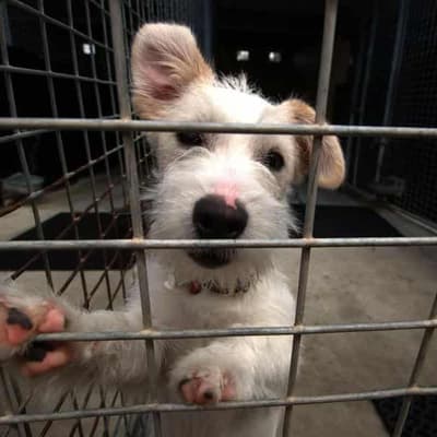 Animals in pounds face cruel deaths as vet crisis bites