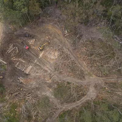 Logging halt ordered in NSW forest home to gliders