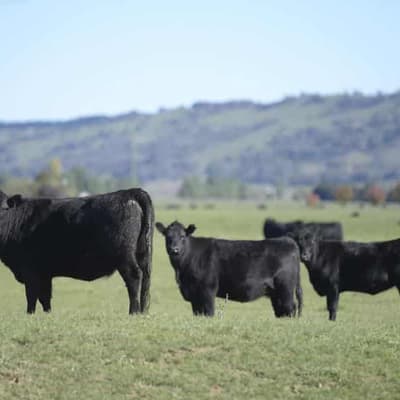 Foreign ownership of agricultural land takes a slide