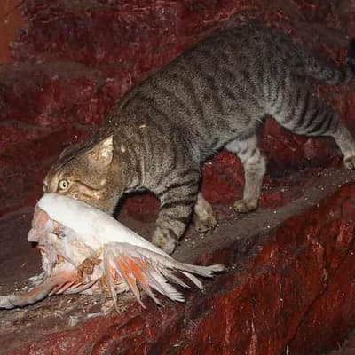 Invaders top threat to Australia's native treasures