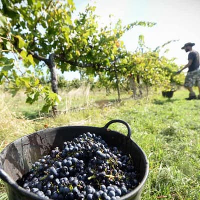 Olive branch extended to China for wine tax sour grapes